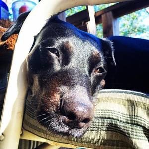 Meet your Posher, Donna